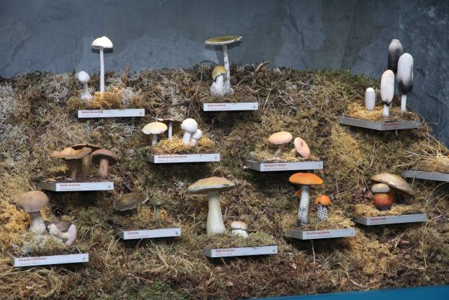 LNDM ekspozīcija Latvijas augi un sēnes
